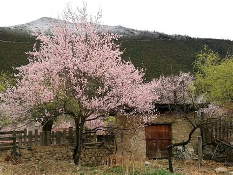 風水 桃|桃樹風水招財有技巧